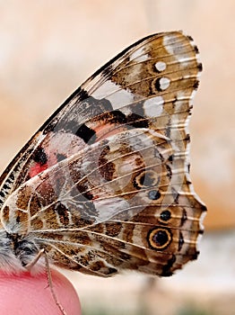 Close up of a butterfly wing - Vanessa carduiÂ - Painted Lady